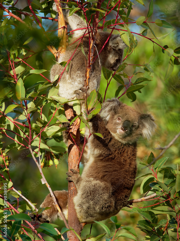 Fototapeta premium Koala - Phascolarctos cinereus on the tree in Australia, eating, climbing