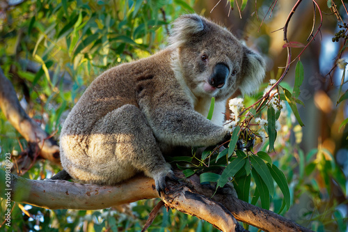 Fototapeta Naklejka Na Ścianę i Meble -  Koala - Phascolarctos cinereus on the tree in Australia, eating, climbing
