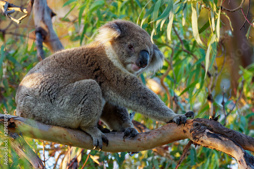 Koala - Phascolarctos cinereus on the tree in Australia, eating, climbing © phototrip.cz