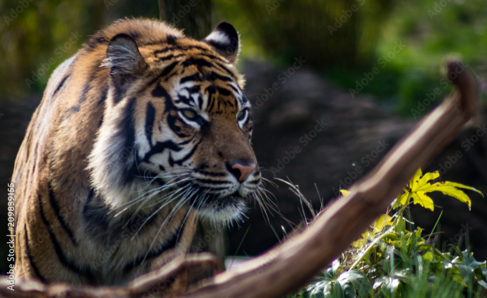 Obraz premium Tiger on the lookout 