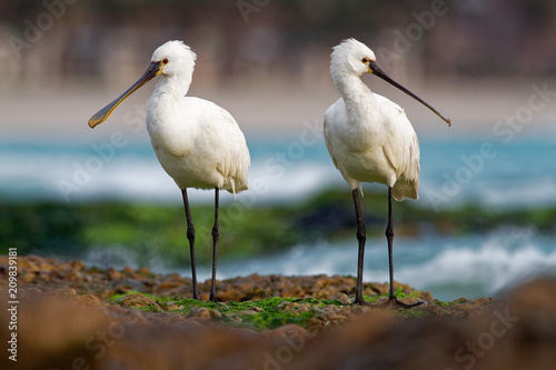 Platalea leucorodia - Eurasian Spoonbill pair on the seaside