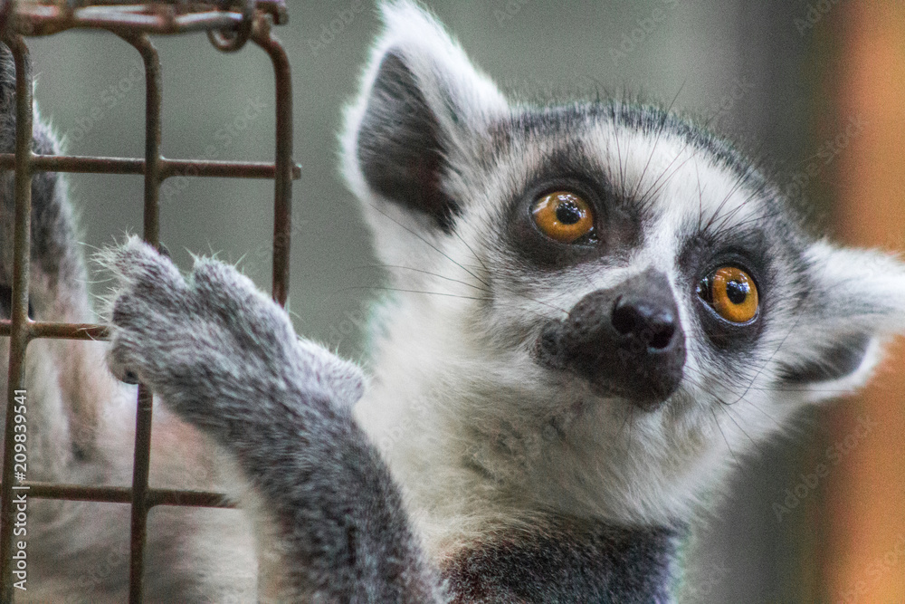 Obraz premium Lemur Eyes