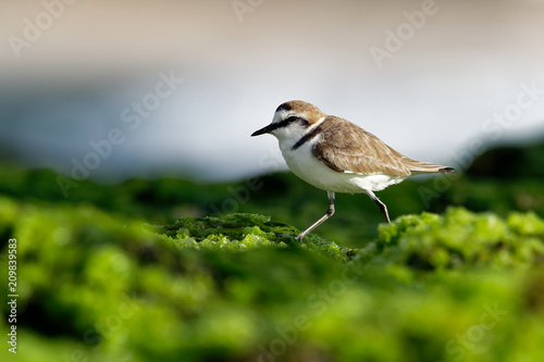 Kentish Plover - Charadrius alexandrinus on the beach on the seaside, summer in Cape Verde photo