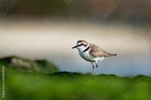 Kentish Plover - Charadrius alexandrinus on the beach on the seaside, summer in Cape Verde © phototrip.cz