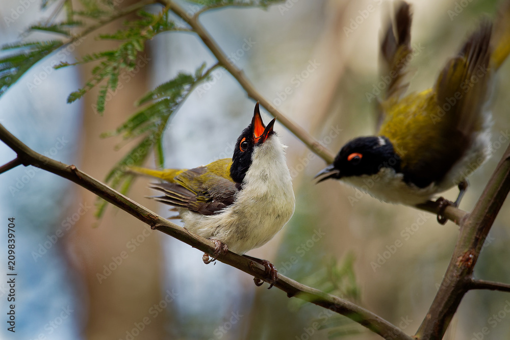 Fototapeta premium White-naped Honeyeater - Melithreptus lunatus - one of australian honeyeaters