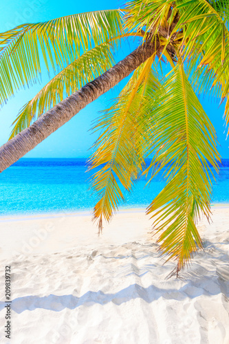 Dream palm on the beach © nakedking