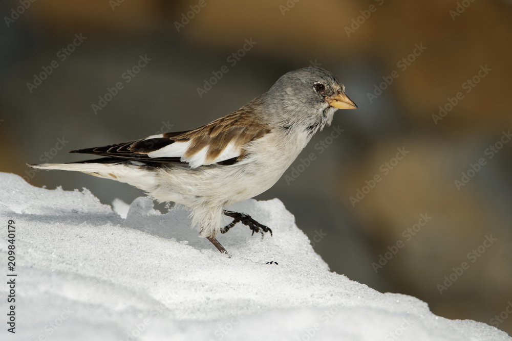 White-winged Snowfinch - Montifringilla nivalis on the snow in Alps in Winter (Zell am See, Kaprun) White-winged Snowfinch - Montifringilla nivalis on the snow in Alps in Winter (Zell am See, Kaprun)