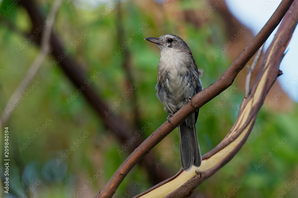 Obraz premium Grey Shrike-thrush - Colluricincla harmonica. The grey shrikethrush or grey shrike-thrush (Colluricincla harmonica)