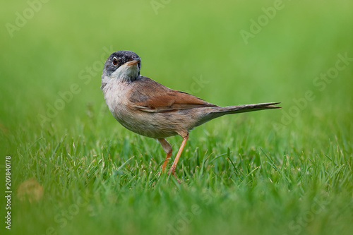 Spectacled Warbler - Sylvia conspicillata on island Boa Vista photo