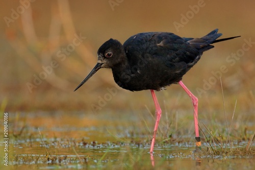 Himantopus novaezelandiae - Black stilt - kaki near lake Tekapo photo