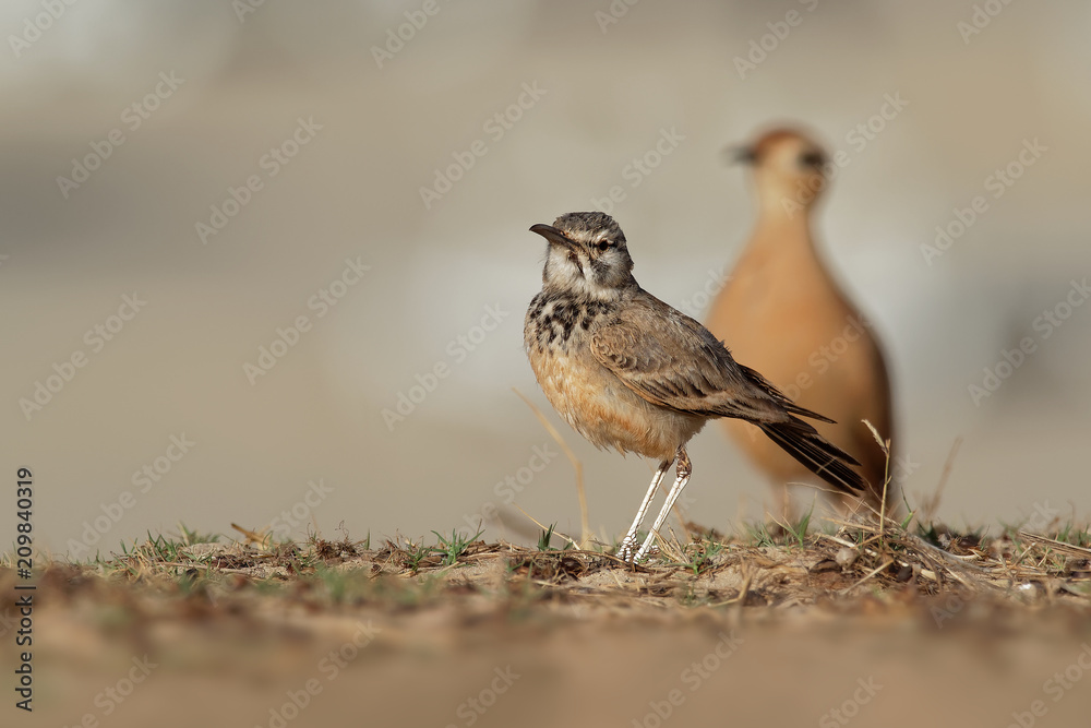Alaemon alaudipes - Greater Hoopoe-Lark Alaemon alaudipes - Greater Hoopoe-Lark