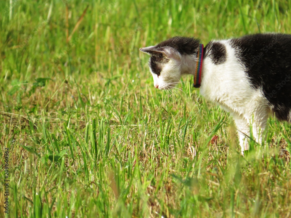 Black and White Cat in Collar Hunting in Grass