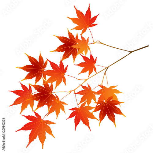紅葉　秋　葉　アイコン