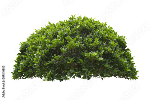 green bush isolated on white background.
