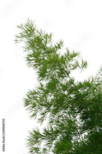 bamboo tree  isolated on white background.