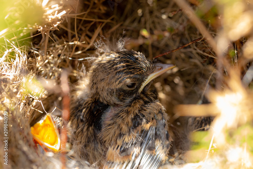 Chat chicks 3 photo