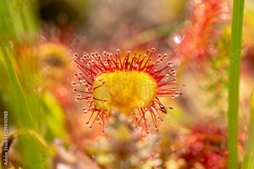 Single Sundew leaf