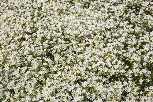 lovely field with a bunch of white daisy flowers background