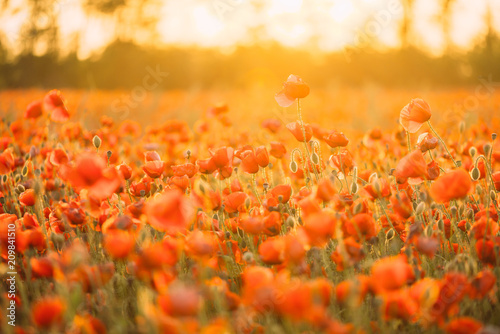 Fototapeta Naklejka Na Ścianę i Meble -  Red poppies meadow.