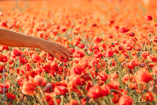 Fototapeta Naklejka Na Ścianę i Meble -  Female hand touching red poppies in field.