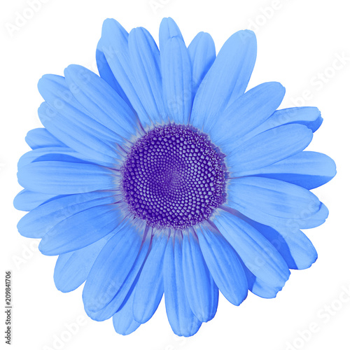 Flower blue daisy isolated on white background. Close-up. Element of design. © afefelov68