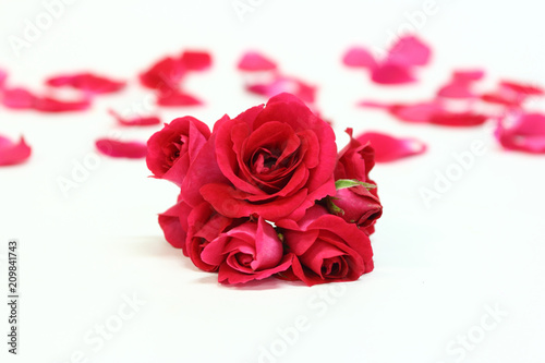 roses isolated on the white - congratulations background
