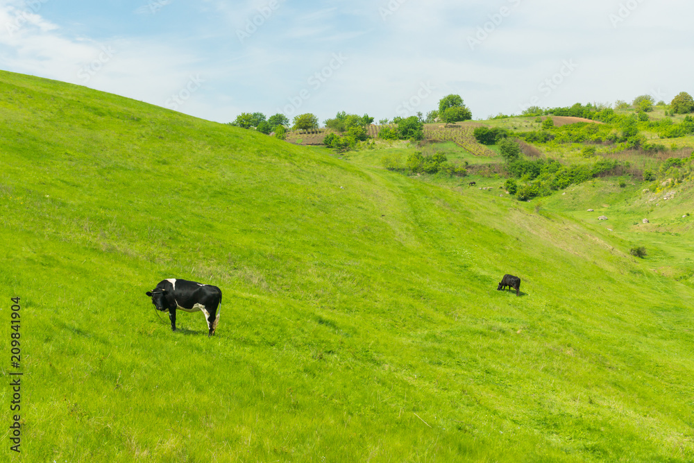 Cows grazing on a summer day on a green meadow in a countryside in Moldova, Europe Cows grazing on a summer day on a green meadow in a countryside in Moldova, Europe