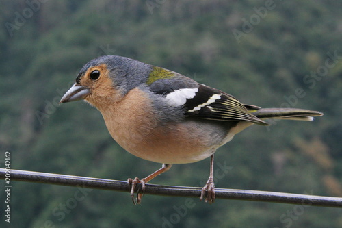 Madeiran chaffinch in Madeira
 photo