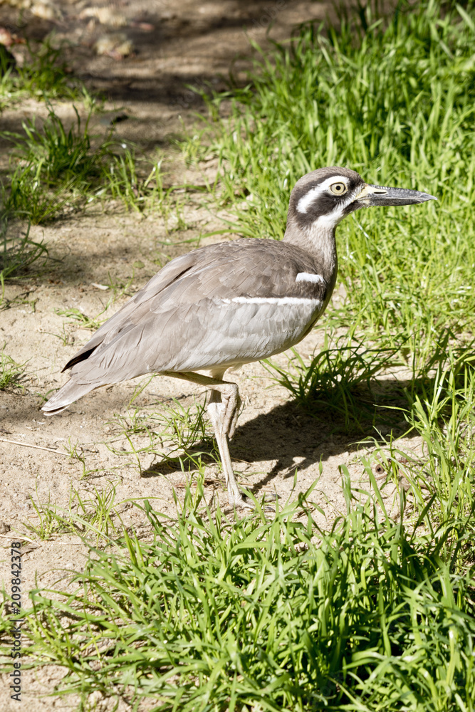 Fototapeta premium beach stone curlew