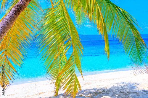 Dream palm on the beach © nakedking