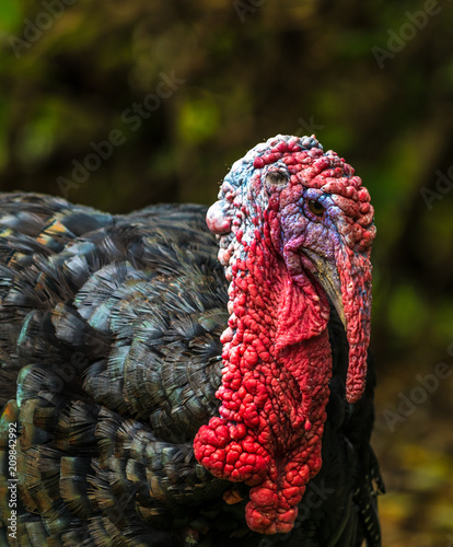 Turkey Gobbler 