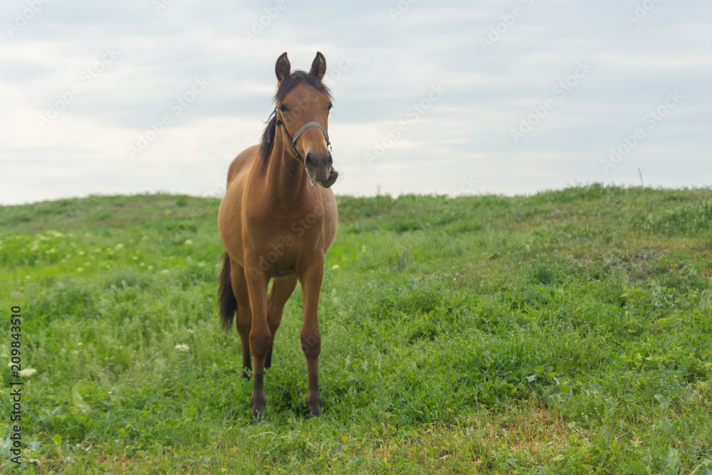A brown horse grazing on a summer day on a green meadow in a countryside in Moldova, Europe A brown horse grazing on a summer day on a green meadow in a countryside in Moldova, Europe