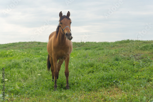 A brown horse grazing on a summer day on a green meadow in a countryside in Moldova, Europe