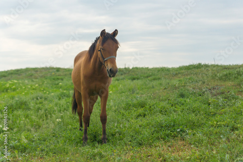A brown horse grazing on a summer day on a green meadow in a countryside in Moldova, Europe