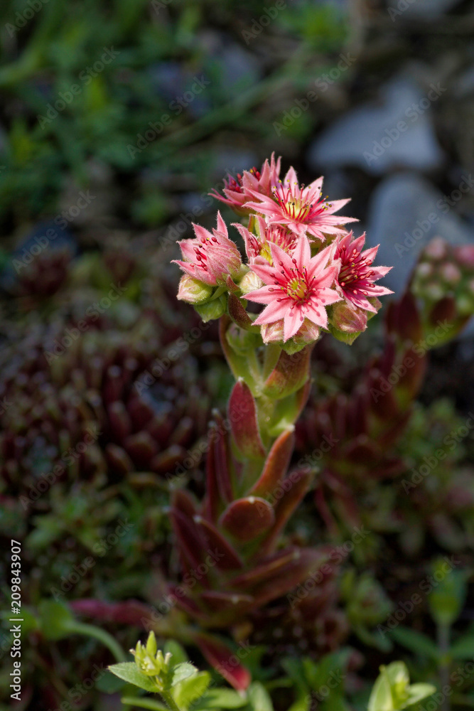 Obraz premium inflorescence of pink sempervivum tectorum in spring