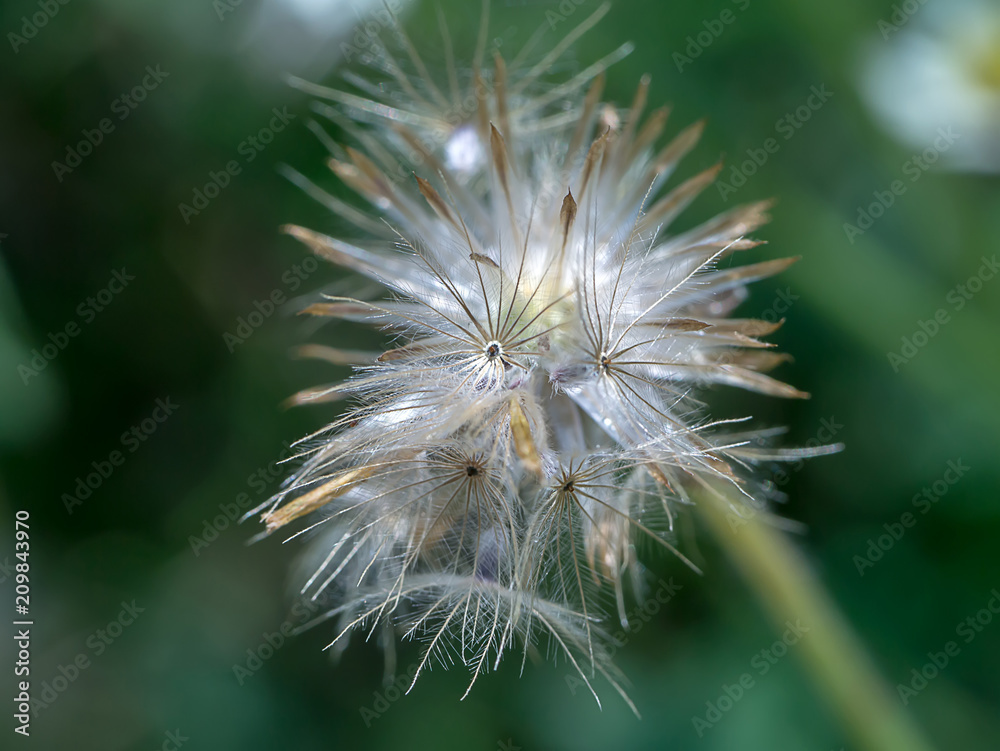 Close up of Tridax procumbens flower. Close up of Tridax procumbens flower.