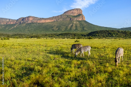 A beautiful view in South Africa with zebras and a mountain range. Entabeni waterberg.