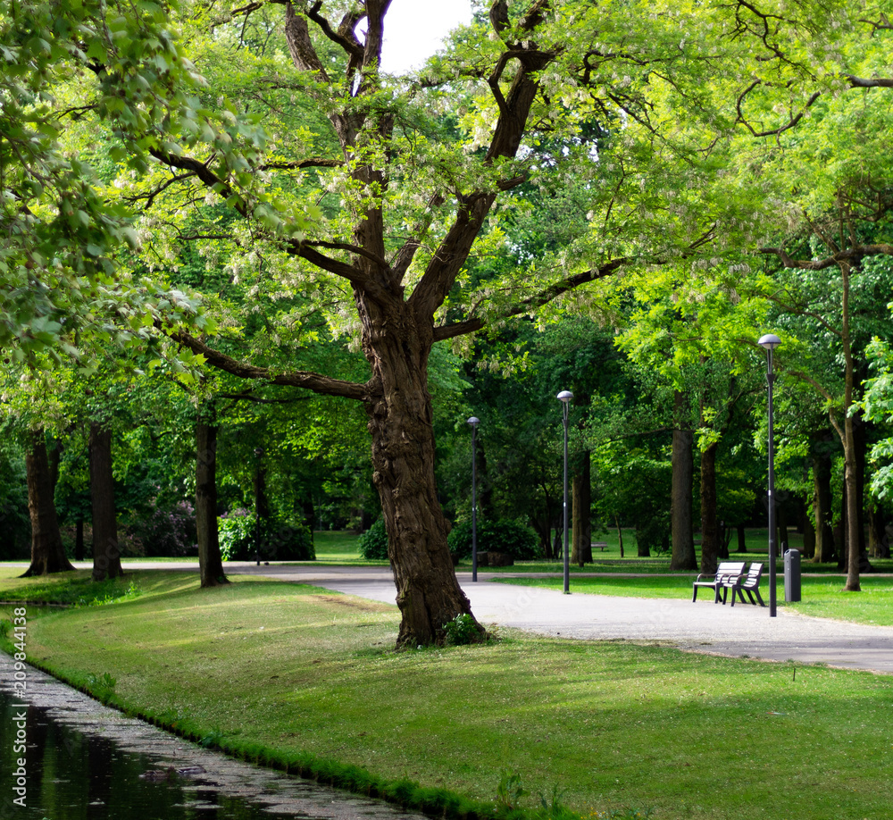 park and trees