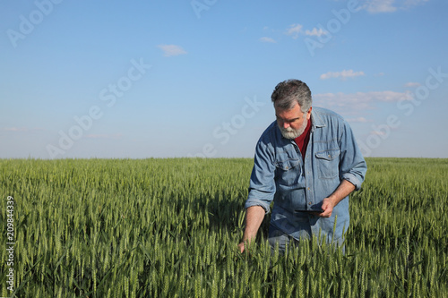 Farmer or agronomist inspecting quality of wheat in early spring using tablet