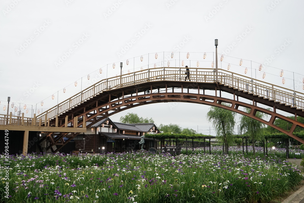 Obraz premium あやめ園