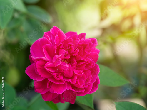 Dark pink of Damask Rose flower. © noppharat