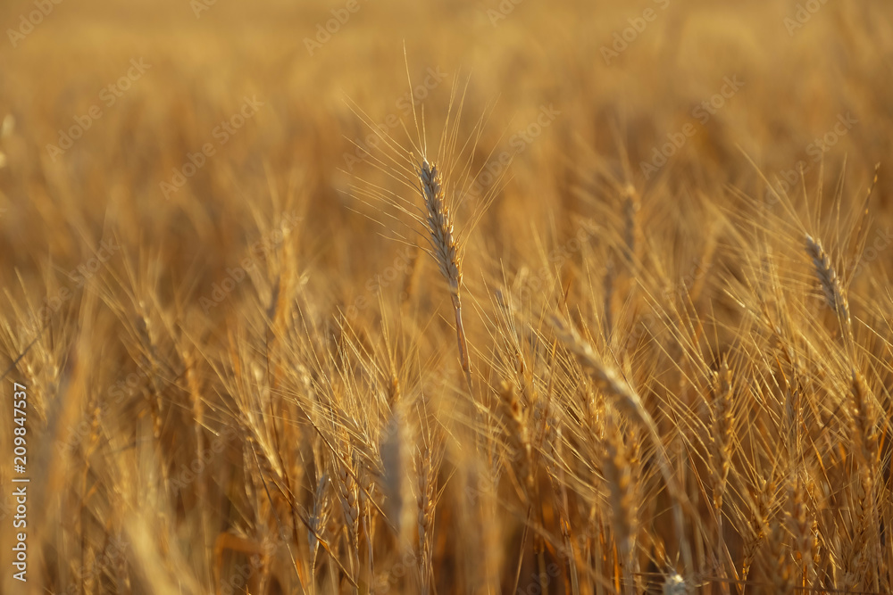  Ripening yellow rye field.