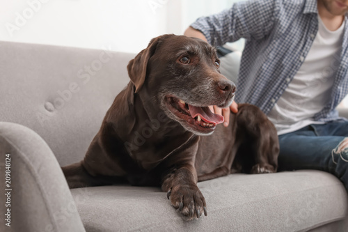 Adorable brown labrador retriever with owner on couch indoors