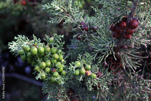 Ph  nizische Wacholder  Juniperus phoenicea  