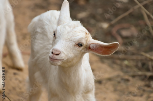 little cute goat in the farm