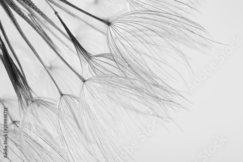 Dandelion seeds on grey background, close up. Black and white effect