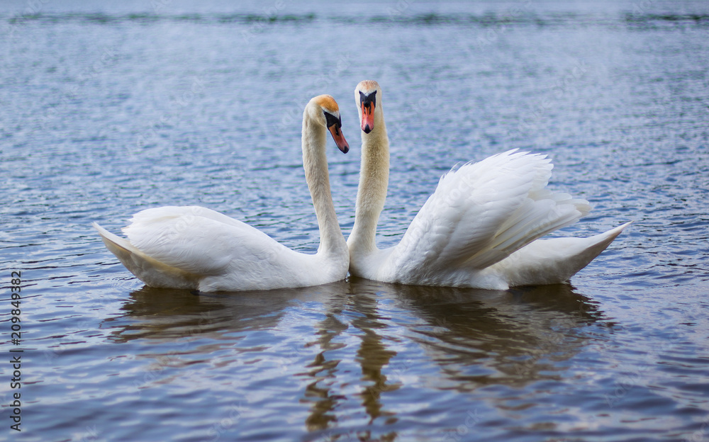a pair of beautiful white lovers in love with each other a pair of beautiful white lovers in love with each other