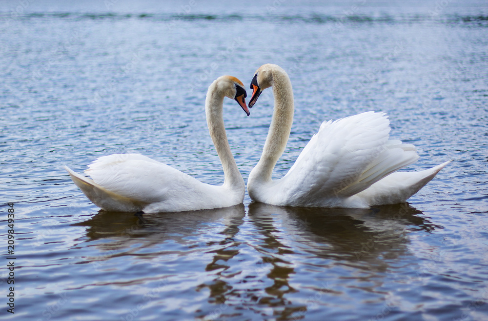 a pair of beautiful white lovers in love with each other a pair of beautiful white lovers in love with each other