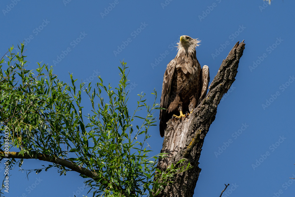 White tailed eagle (Haliaeetus albicilla), the biggest eagle in the Danube Delta White tailed eagle (Haliaeetus albicilla), the biggest eagle in the Danube Delta