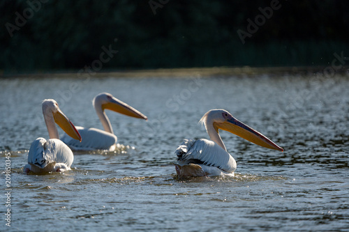 The Great White Pelican (Pelecanidae) in the Danube Delta, Romania